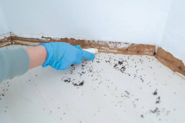Best Best Pest Control Companies  in Gray Summit, MO